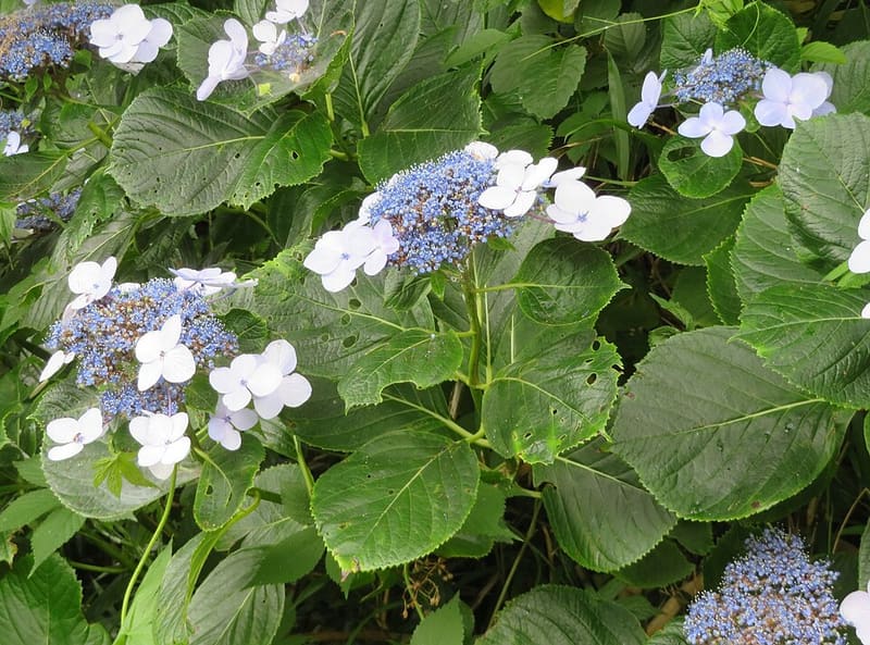 Hydrangea (Hydrangea macrophylla)