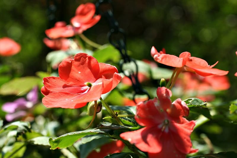 Impatiens (Impatiens walleriana)