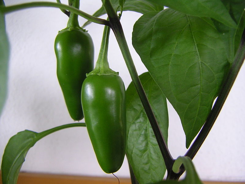 Jalapeño Pepper plant