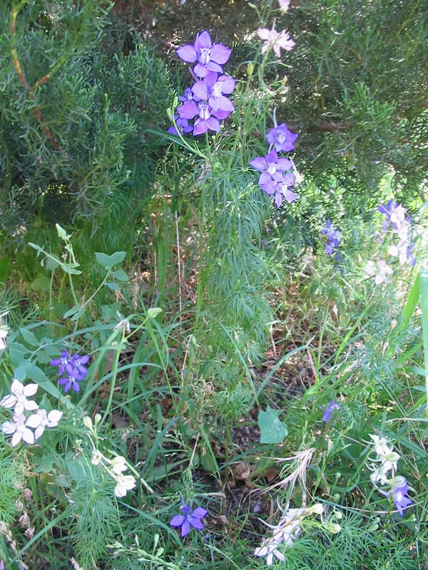 Larkspur (Consolida ajacis)