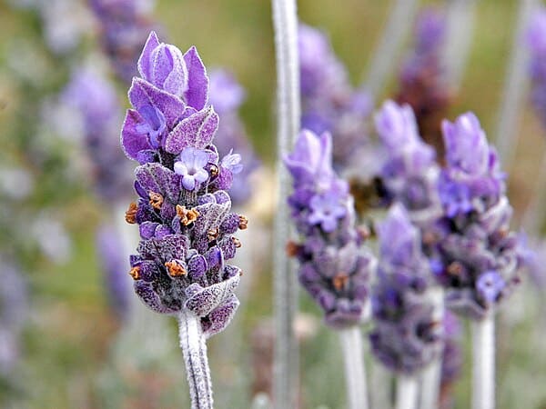 Lavender (Lavandula angustifolia)