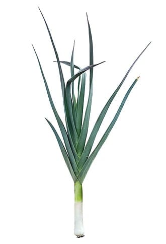 Leek (Allium ampeloprasum)