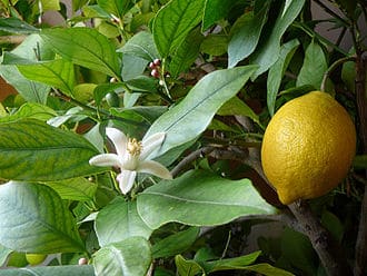 Lemon Tree (Citrus limon)