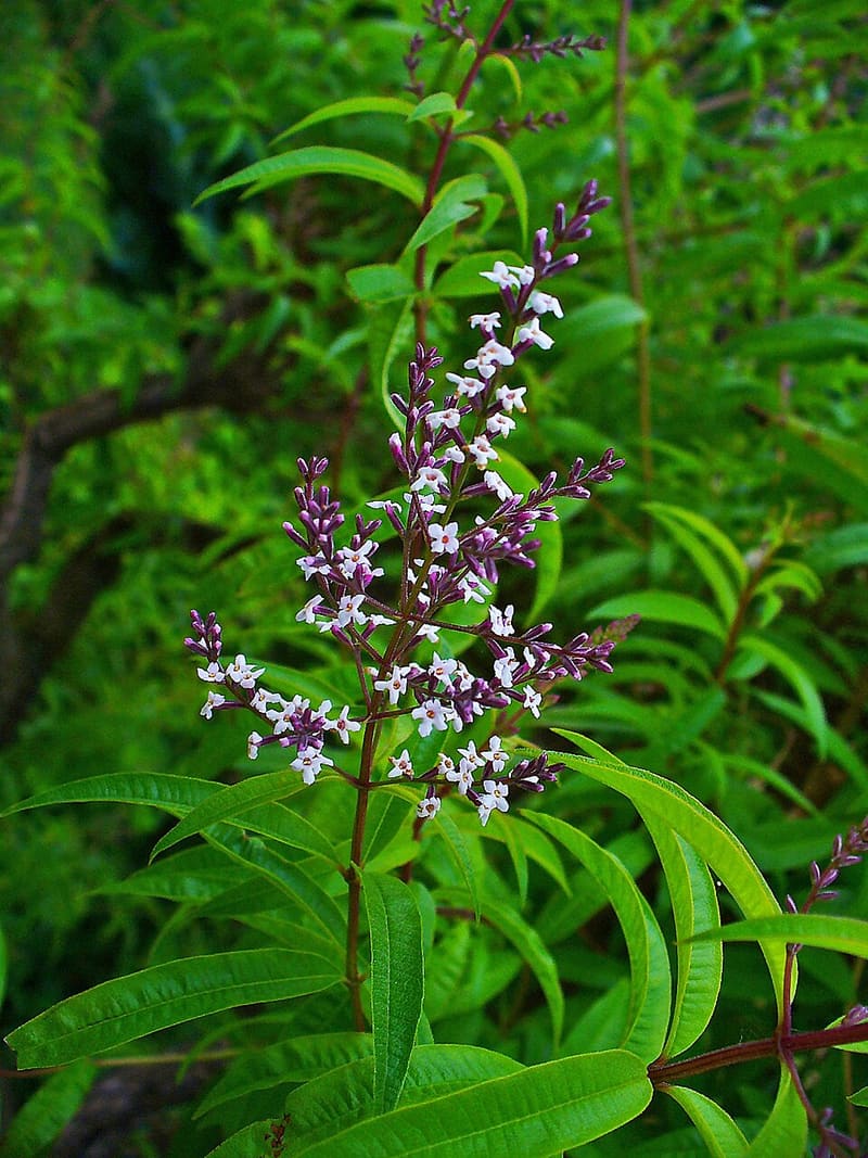 Lemon Verbena (Aloysia citrodora)