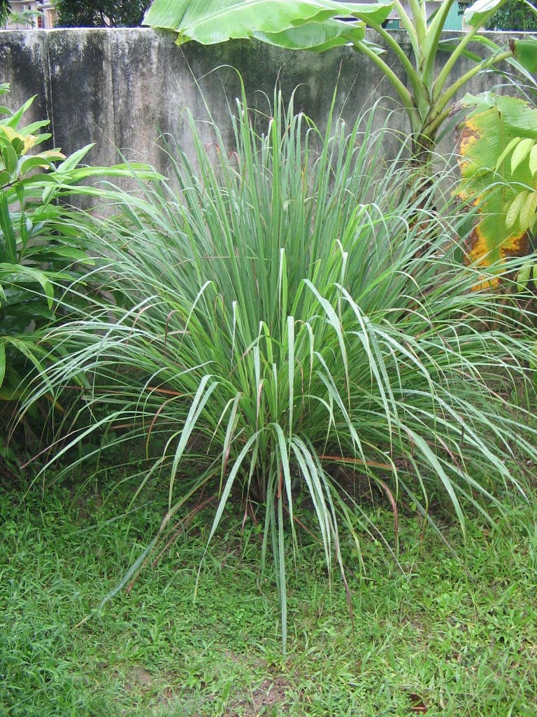 Lemongrass (Cymbopogon citratus)