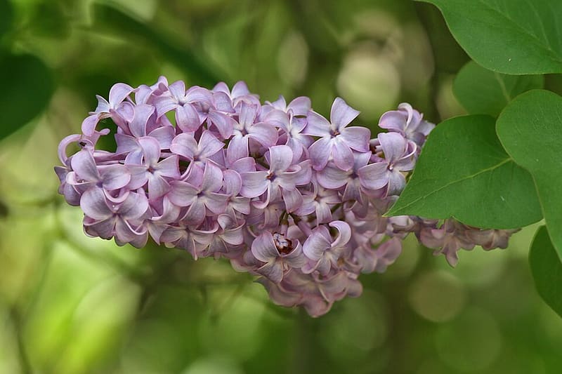 Lilac (Syringa vulgaris)