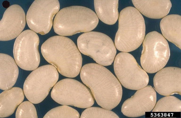 Lima Bean (Phaseolus lunatus)