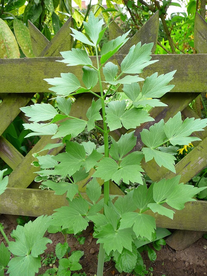 Lovage (Levisticum officinale)