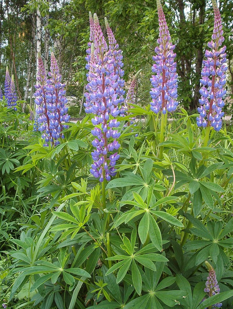 Lupine (Lupinus polyphyllus)