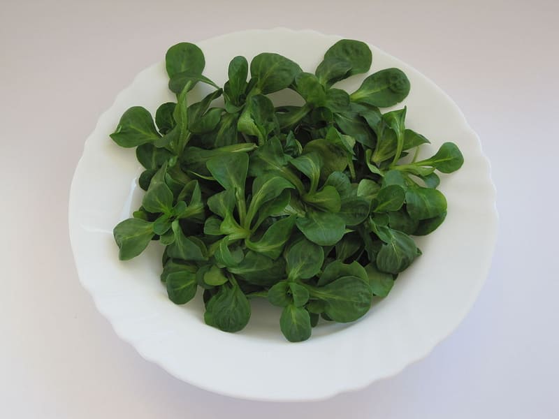 Mâche (Valerianella locusta)