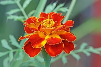 Marigold (Tagetes patula)