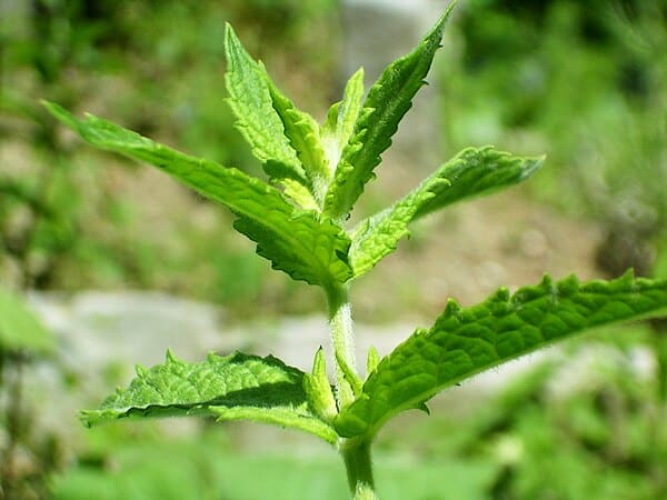 Mint (Mentha spicata)