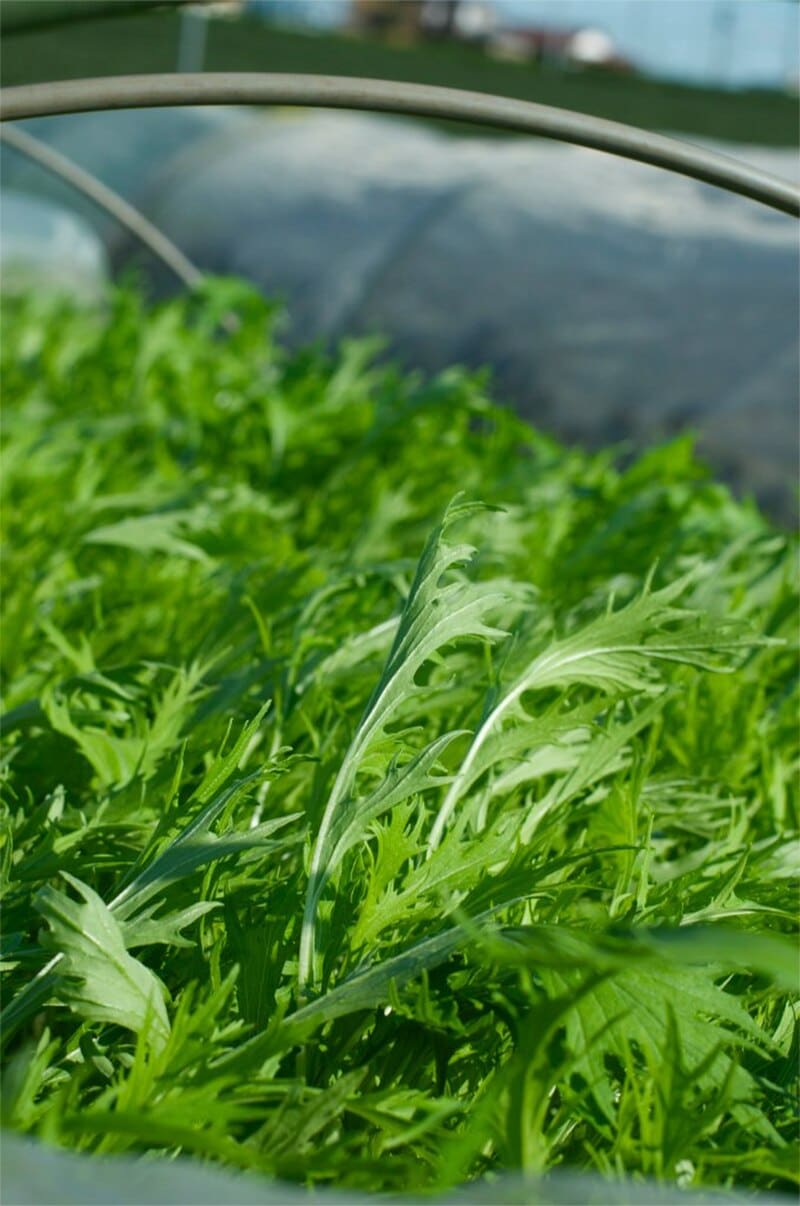 Mizuna (Brassica rapa var. nipposinica)