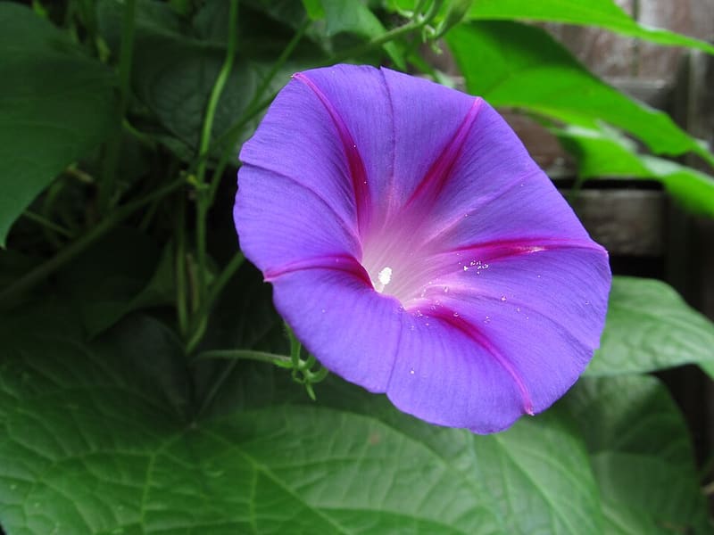 Morning Glory (Ipomoea purpurea)