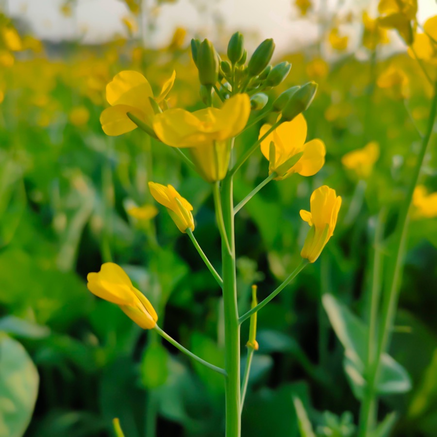 Mustard plant