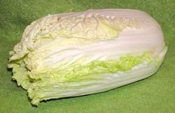 Napa Cabbage (Brassica rapa subsp. pekinensis)