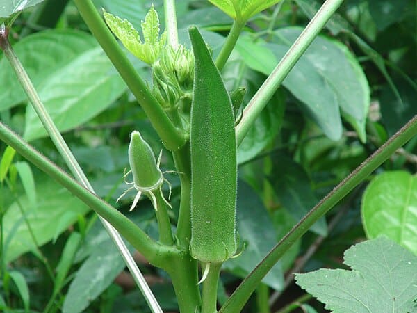 Okra (Abelmoschus esculentus)
