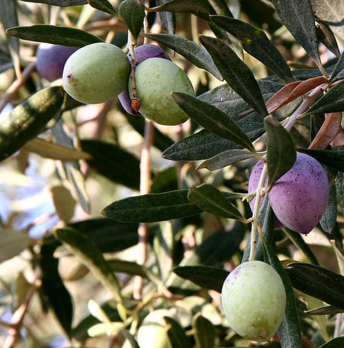 Olive Tree (Olea europaea)