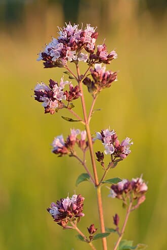 Oregano (Origanum vulgare)