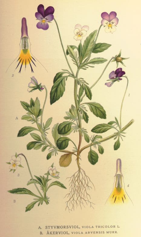 Pansy (Viola x wittrockiana)