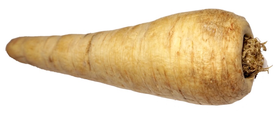 Parsnip plant