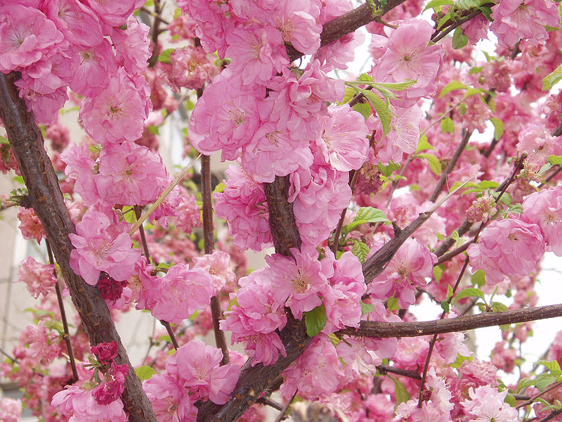 Peach Tree (Prunus persica)