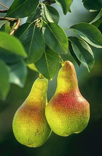 Pear Tree (Pyrus communis)