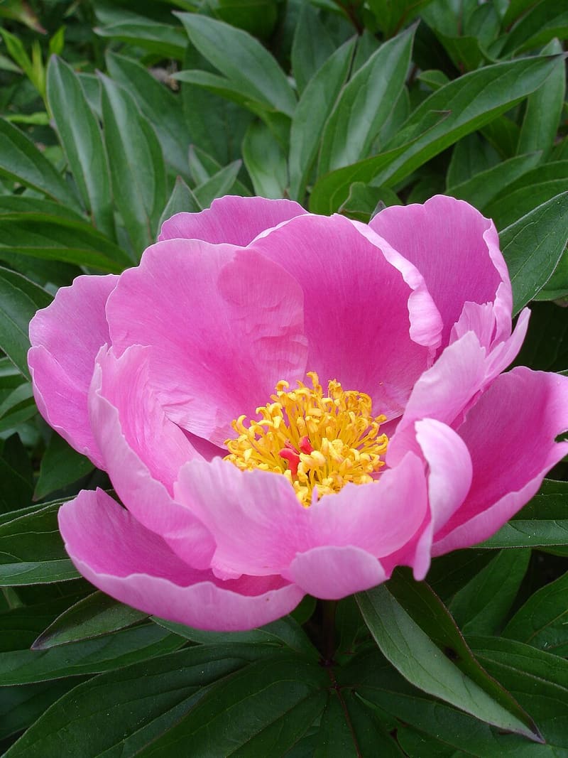 Peony (Paeonia lactiflora)