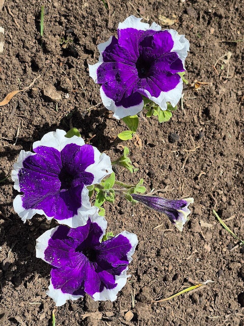 Petunia (Petunia × hybrida)