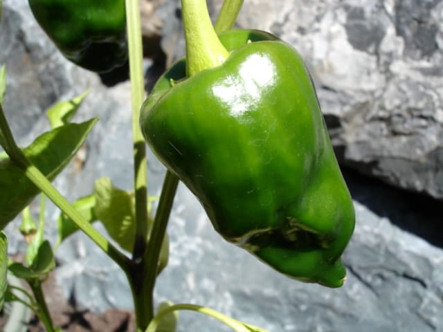 Poblano Pepper (Capsicum annuum)