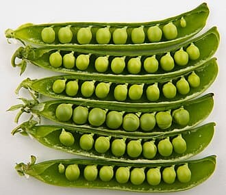 Pole Pea (Pisum sativum)