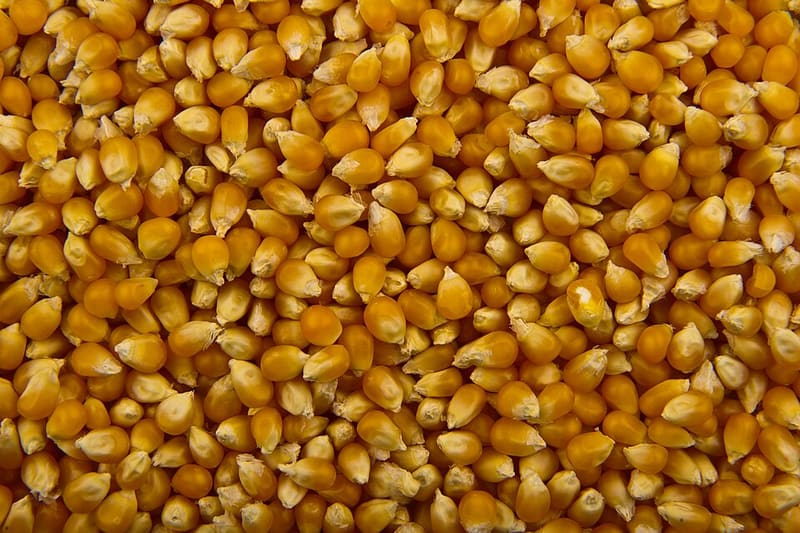 Popcorn (Zea mays everta)