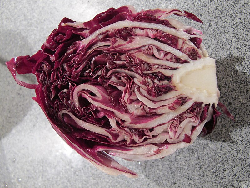 Radicchio (Cichorium intybus)