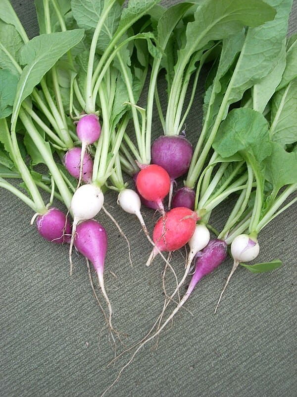 Radish (Rhaphanus sativus)