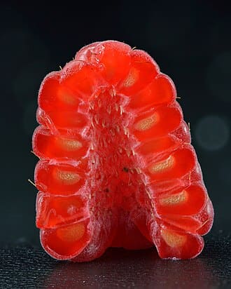 Raspberry plant