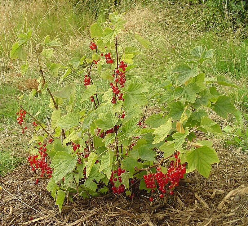 Red Currant (Ribes rubrum)