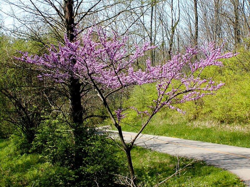 Eastern Redbud (Cercis canadensis)