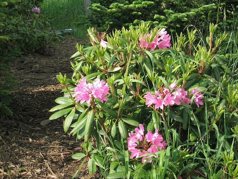 Rhododendron (Rhododendron spp.)