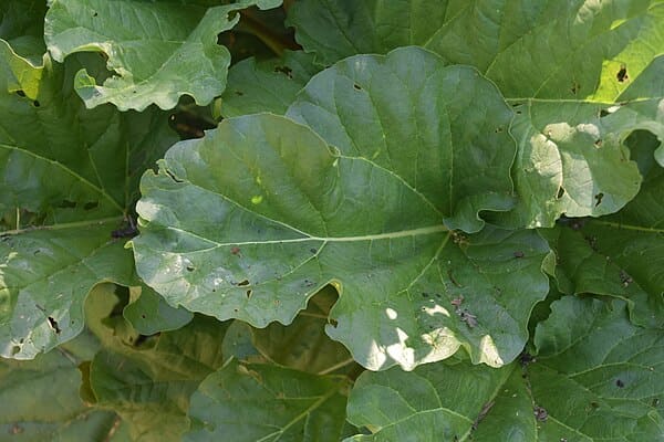 Rhubarb (Rheum rhabarbarum)