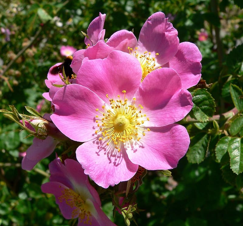 Rose (Rosa hybrids)