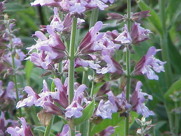 Sage (Salvia officinalis)