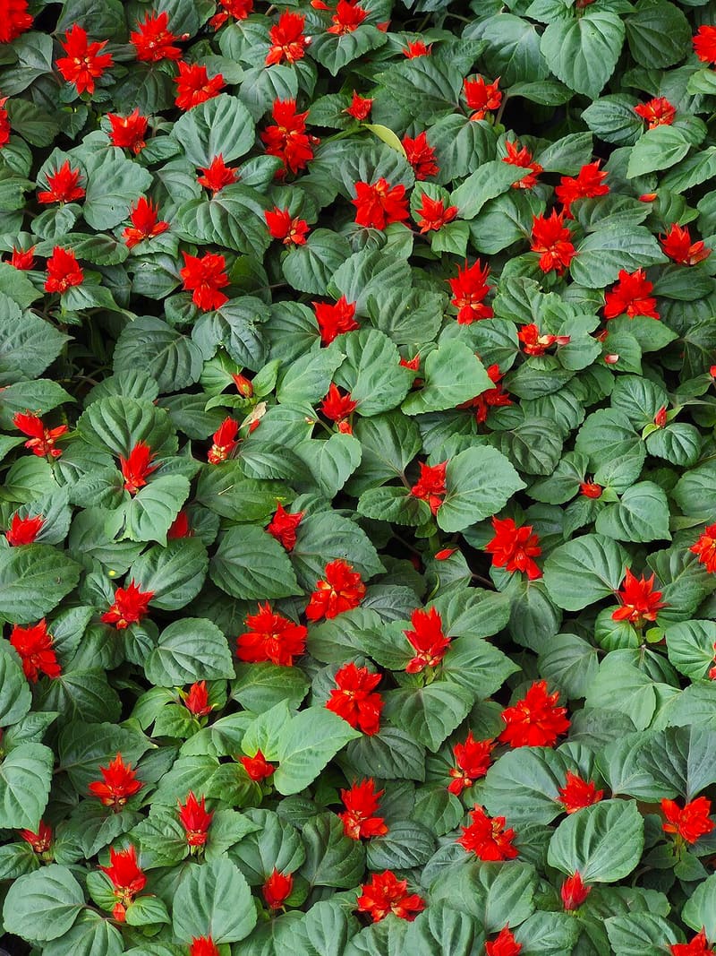 Salvia (Annual) (Salvia splendens)