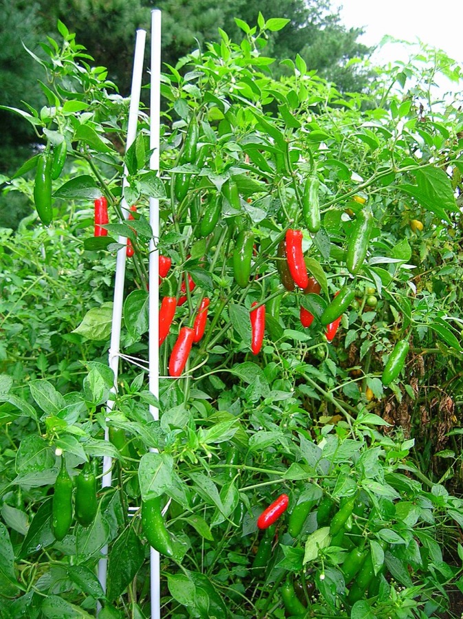 Serrano Pepper (Capsicum annuum)