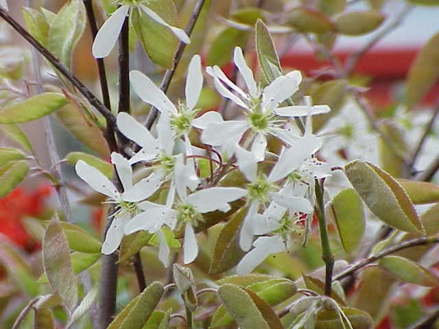 Serviceberry (Amelanchier canadensis)