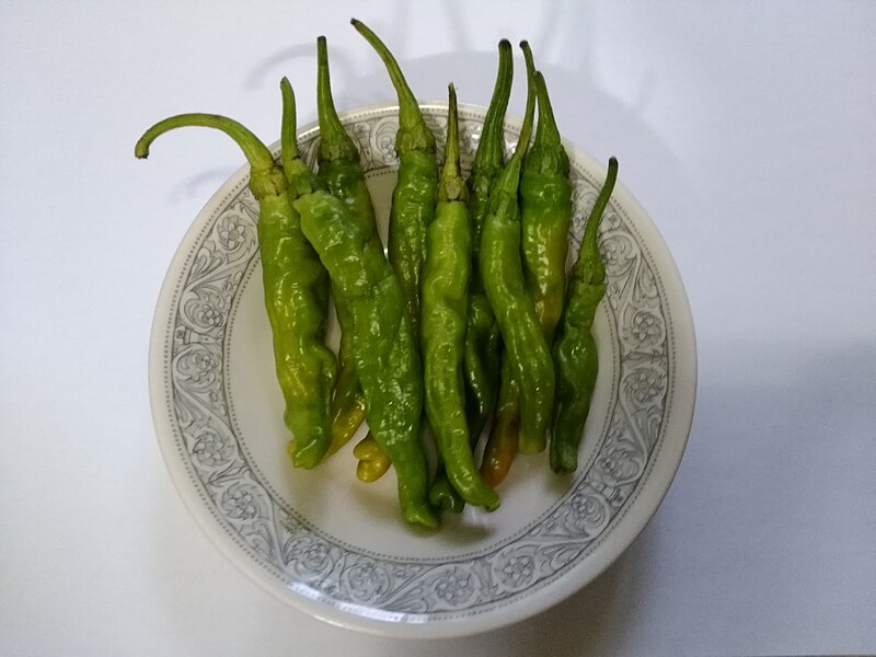 Shishito Pepper (Capsicum annuum)