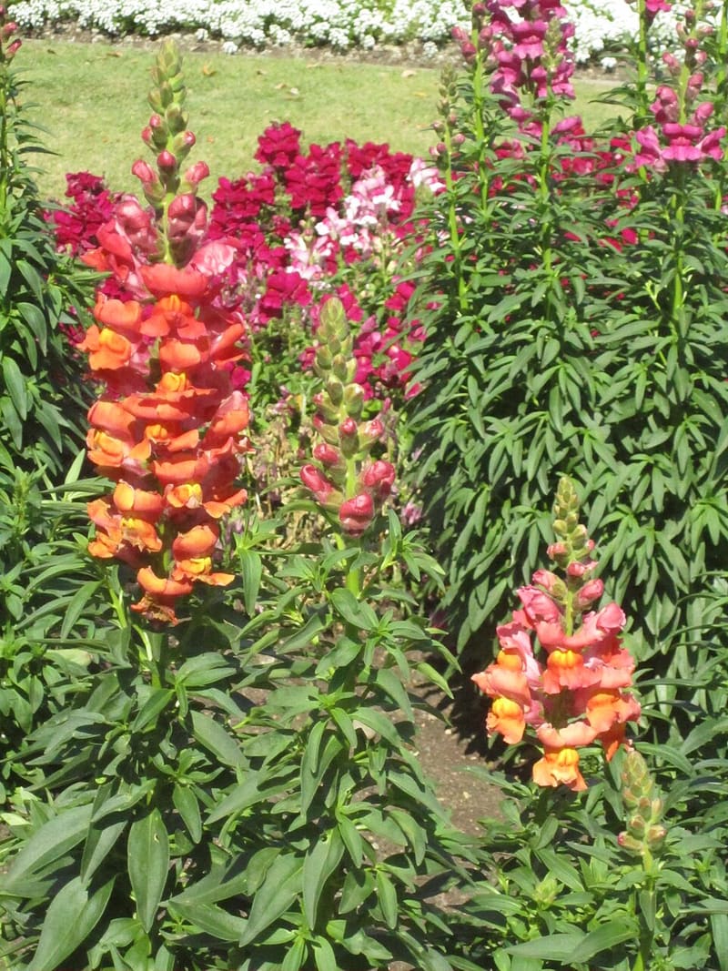 Snapdragon (Antirrhinum majus)