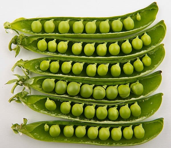 Snow Pea plant