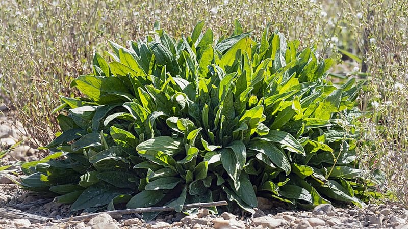 Sorrel (Rumex acetosa)