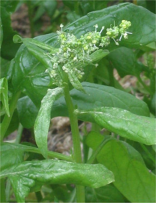 Spinach (Spinacia oleracea)