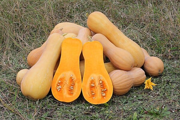 Squash (Cucurbita moschata)